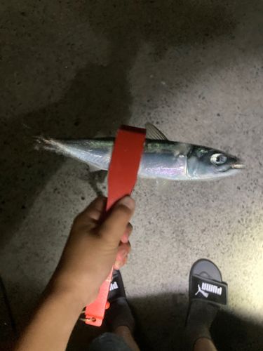 サバの釣果