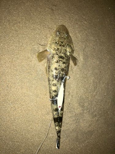 マゴチの釣果