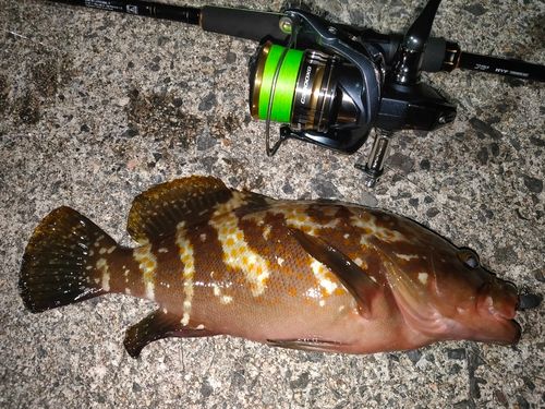 キジハタの釣果