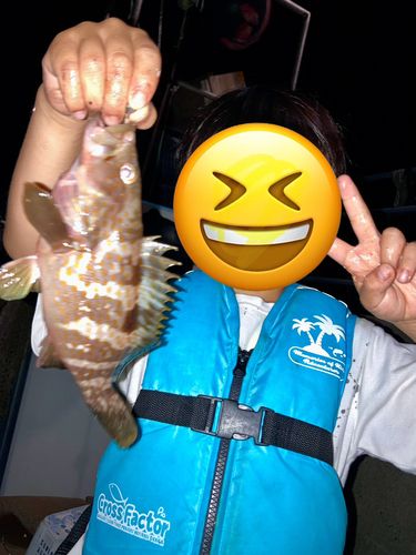 キジハタの釣果