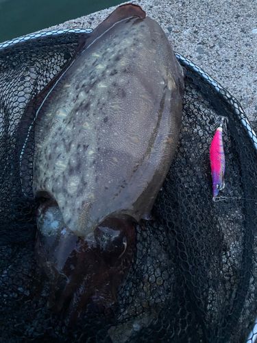 モンゴウイカの釣果