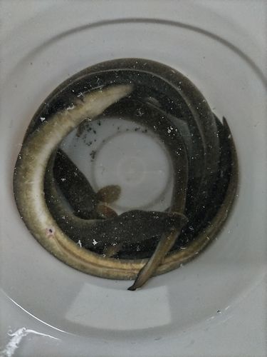 ウナギの釣果