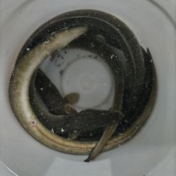 ウナギ