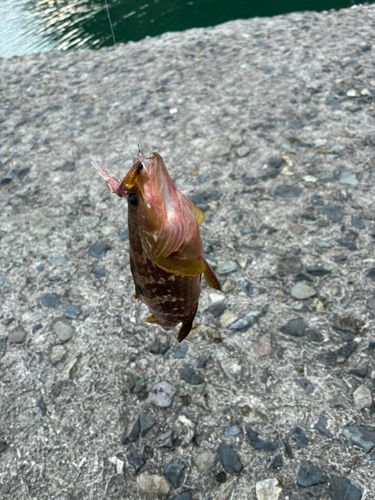 キジハタの釣果