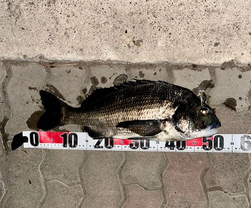 チヌの釣果