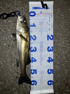 スズキの釣果