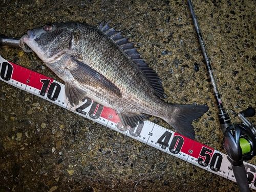 チヌの釣果