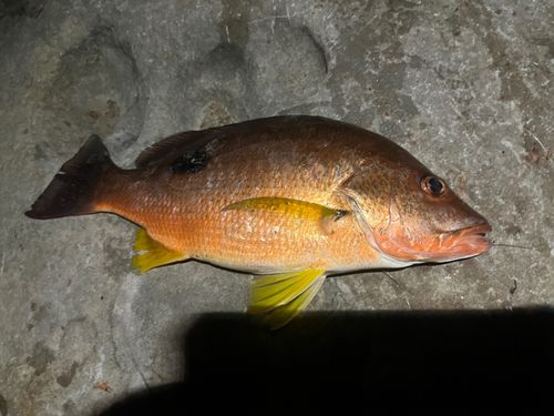 クロホシフエダイの釣果