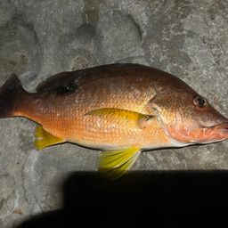 クロホシフエダイ