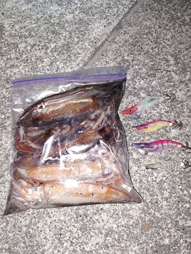 スルメイカの釣果