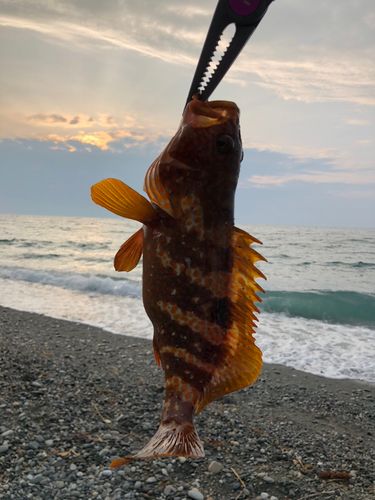 キジハタの釣果