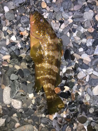 キジハタの釣果