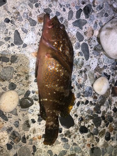 キジハタの釣果