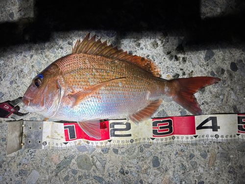 マダイの釣果