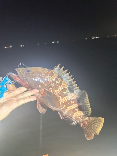 キジハタの釣果