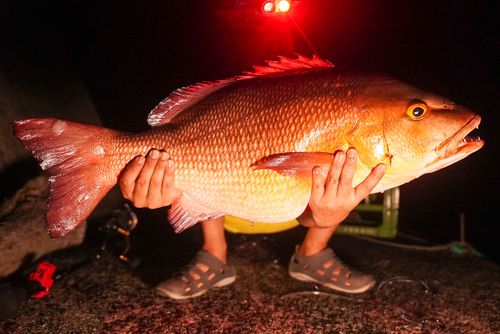 バラフエダイの釣果