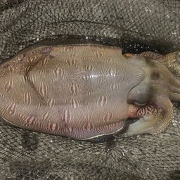 モンゴウイカ