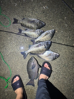 メジナの釣果