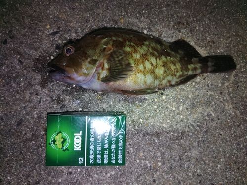 カサゴの釣果