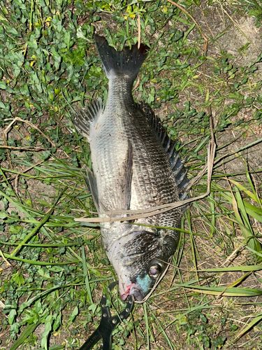 チヌの釣果