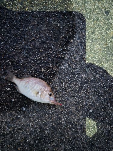 チダイの釣果