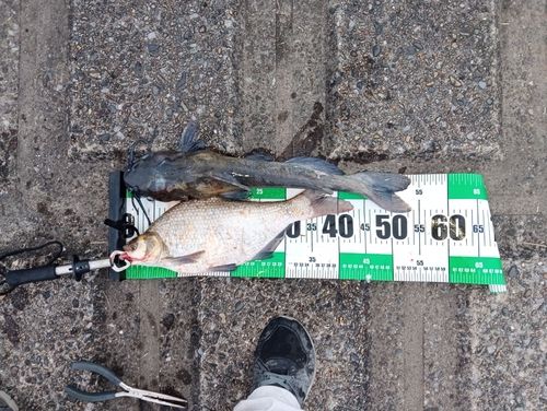 アメリカナマズの釣果