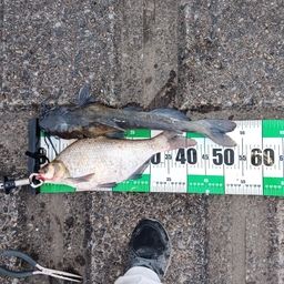 アメリカナマズ