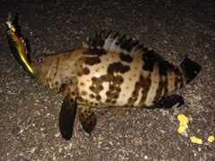 チャイロマルハタの釣果