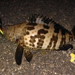 チャイロマルハタ