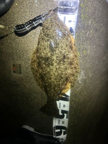 ヒラメの釣果