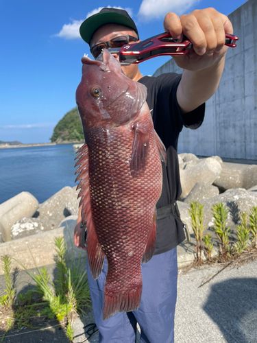 コブダイの釣果