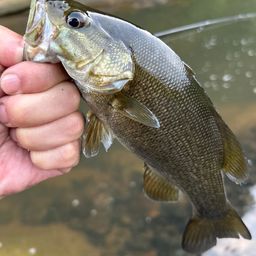 スモールマウスバス