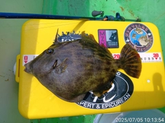カワハギの釣果
