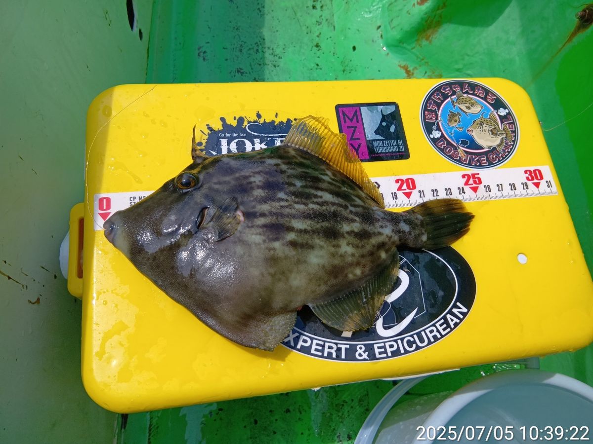 にゃんすけさんの釣果 2枚目の画像