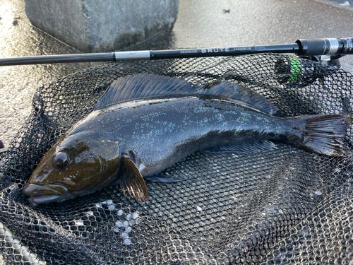 アイナメの釣果