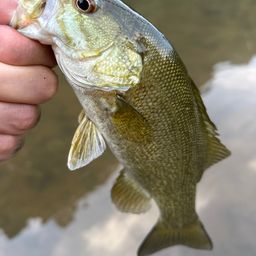 スモールマウスバス