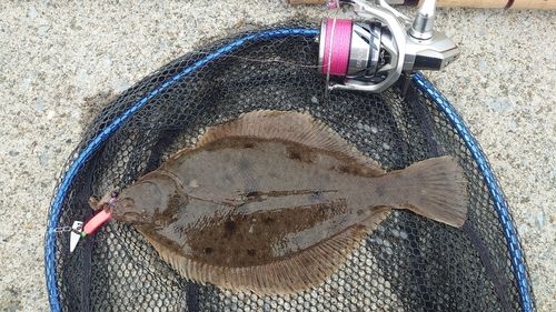 マガレイの釣果