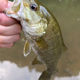 スモールマウスバス