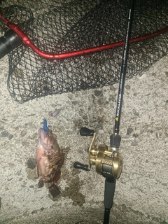 アラカブの釣果
