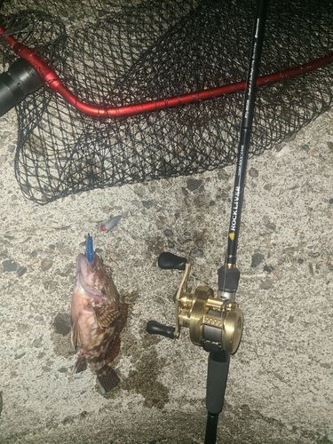 アラカブの釣果