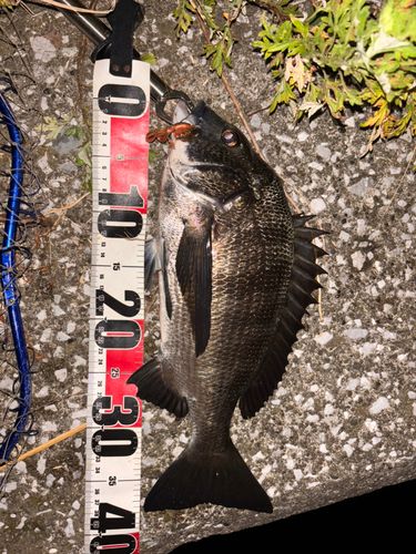 クロダイの釣果