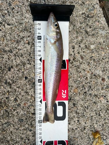 キスの釣果