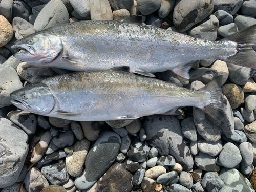 サクラマスの釣果