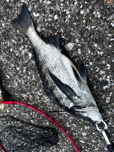 サメの釣果