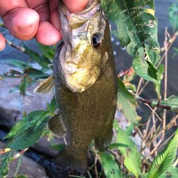 スモールマウスバス