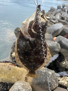 ヒラメの釣果