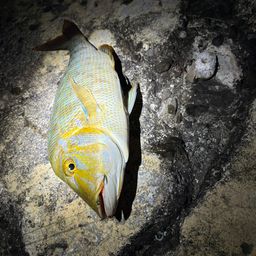タマン