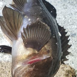 メバル