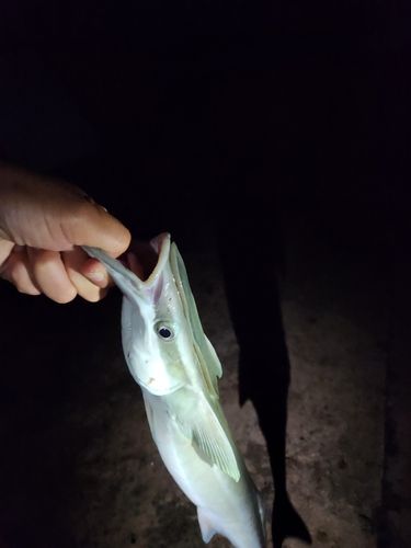 コバンザメの釣果