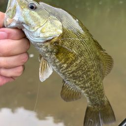 スモールマウスバス